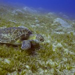 Soepschildpad